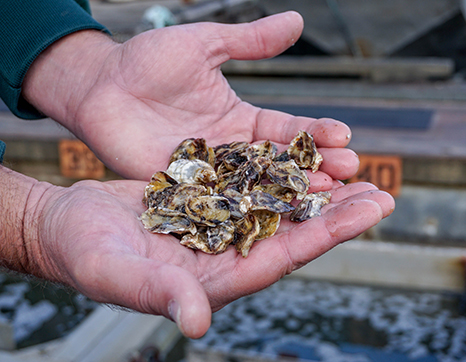Hands holding shellfish seeds